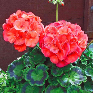 New Fresh Plantas 100% Real import Geranium Flores Perennial bonsai Flower Planten Pelargonium plants potted for Garden Decorat