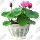 Oiko Store  Orange bonsai flower lotus flower for summer 100% real Bowl lotus pots Bonsai garden plants 5pcs/bag