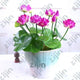 Oiko Store  Pink bonsai flower lotus flower for summer 100% real Bowl lotus pots Bonsai garden plants 5pcs/bag