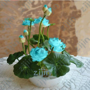 Oiko Store  Plum bonsai flower lotus flower for summer 100% real Bowl lotus pots Bonsai garden plants 5pcs/bag
