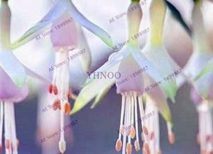 Loss Promotion!Purple Double Petals Fuchsia flores Bonsai Potted Flower plantas Indoor Plants Flowers For Home Garden Decoration
