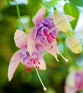 Loss Promotion!Purple Double Petals Fuchsia flores Bonsai Potted Flower plantas Indoor Plants Flowers For Home Garden Decoration