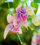 Loss Promotion!Purple Double Petals Fuchsia flores Bonsai Potted Flower plantas Indoor Plants Flowers For Home Garden Decoration
