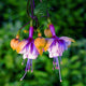 Loss Promotion!Purple Double Petals Fuchsia flores Bonsai Potted Flower plantas Indoor Plants Flowers For Home Garden Decoration