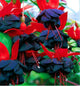 Loss Promotion!Purple Double Petals Fuchsia flores Bonsai Potted Flower plantas Indoor Plants Flowers For Home Garden Decoration