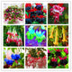 Loss Promotion!Purple Double Petals Fuchsia flores Bonsai Potted Flower plantas Indoor Plants Flowers For Home Garden Decoration