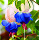 Loss Promotion!Purple Double Petals Fuchsia flores Bonsai Potted Flower plantas Indoor Plants Flowers For Home Garden Decoration