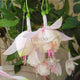 Loss Promotion!Purple Double Petals Fuchsia flores Bonsai Potted Flower plantas Indoor Plants Flowers For Home Garden Decoration