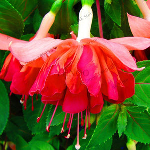 Loss Promotion!Purple Double Petals Fuchsia flores Bonsai Potted Flower plantas Indoor Plants Flowers For Home Garden Decoration