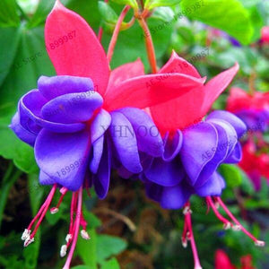 Loss Promotion!Purple Double Petals Fuchsia flores Bonsai Potted Flower plantas Indoor Plants Flowers For Home Garden Decoration