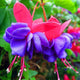 Loss Promotion!Purple Double Petals Fuchsia flores Bonsai Potted Flower plantas Indoor Plants Flowers For Home Garden Decoration