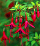 Loss Promotion!Purple Double Petals Fuchsia flores Bonsai Potted Flower plantas Indoor Plants Flowers For Home Garden Decoration