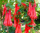 Loss Promotion!Purple Double Petals Fuchsia flores Bonsai Potted Flower plantas Indoor Plants Flowers For Home Garden Decoration