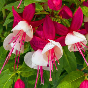 Loss Promotion!Purple Double Petals Fuchsia flores Bonsai Potted Flower plantas Indoor Plants Flowers For Home Garden Decoration
