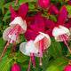 Loss Promotion!Purple Double Petals Fuchsia flores Bonsai Potted Flower plantas Indoor Plants Flowers For Home Garden Decoration
