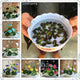 Oiko Store  Red bonsai flower lotus flower for summer 100% real Bowl lotus pots Bonsai garden plants 5pcs/bag