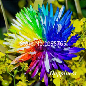 Sale! 300 Pcs Novel Rainbow Chrysanthemum Flower Bonsai, Chrysanthemum Perennial Bonsai Flower Daisy Potted Plant For Garden