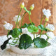 Oiko Store  Sky Blue bonsai flower lotus flower for summer 100% real Bowl lotus pots Bonsai garden plants 5pcs/bag
