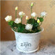 Oiko Store  violet bonsai flower lotus flower for summer 100% real Bowl lotus pots Bonsai garden plants 5pcs/bag