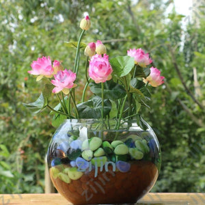 Oiko Store  White bonsai flower lotus flower for summer 100% real Bowl lotus pots Bonsai garden plants 5pcs/bag